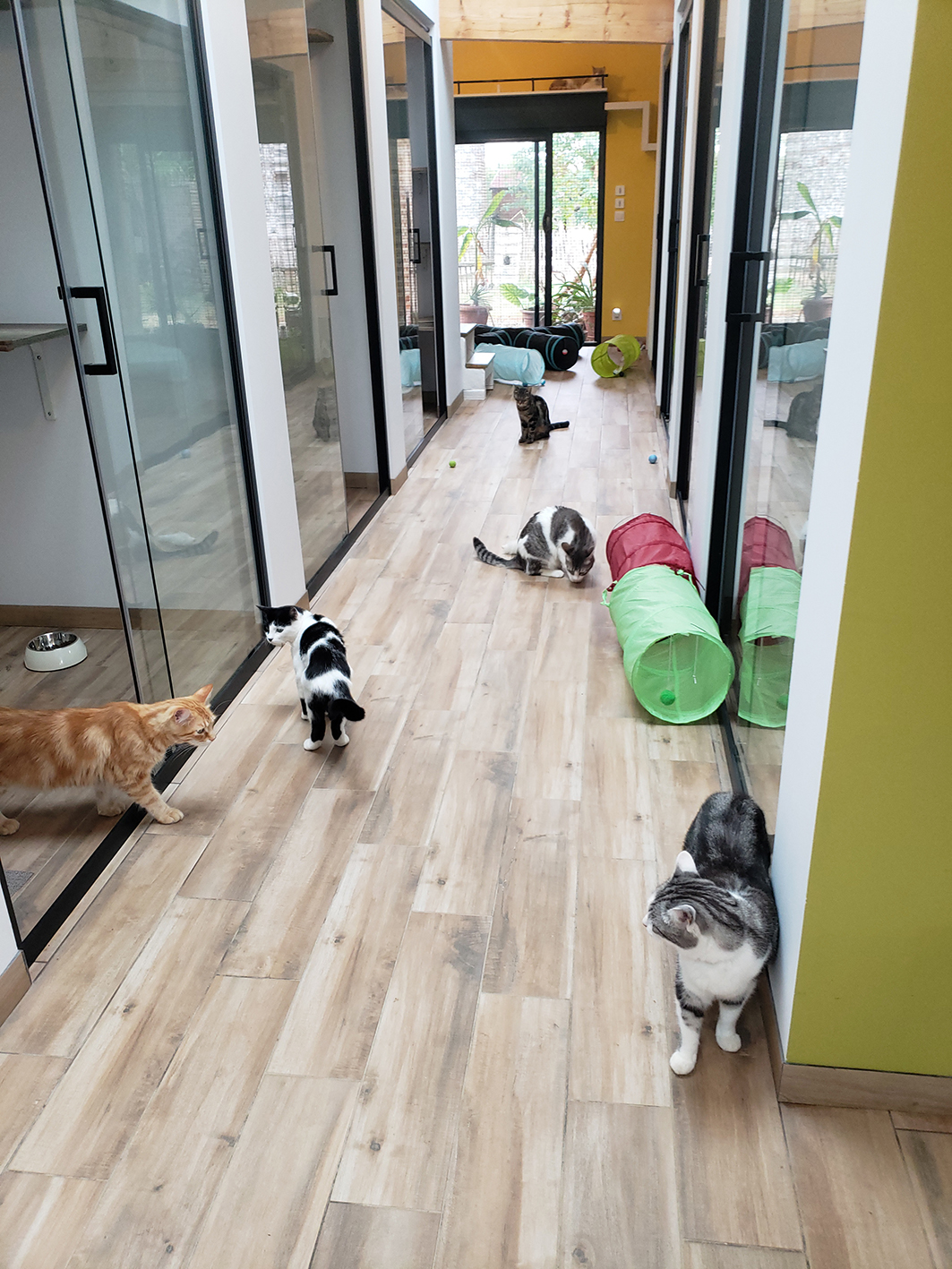 pension la patoune du chat