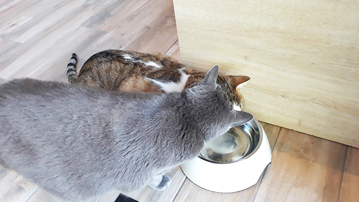 pension la patoune du chat