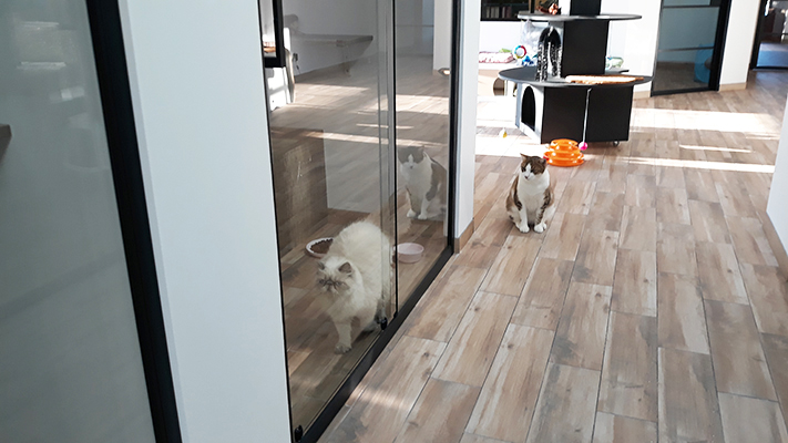 pension la patoune du chat