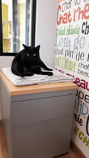 pension la patoune du chat