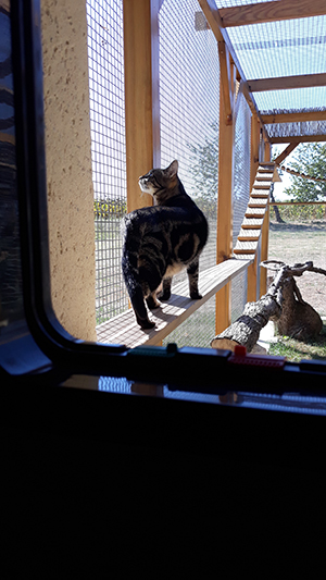 pension la patoune du chat