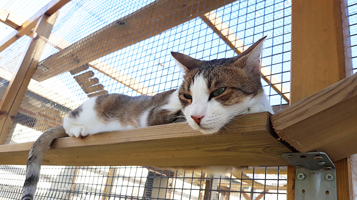 pension la patoune du chat