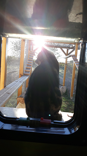 pension la patoune du chat