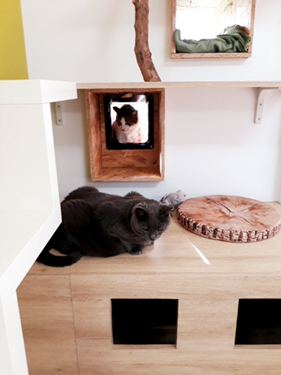 pension la patoune du chat