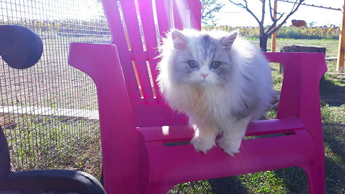 pension la patoune du chat