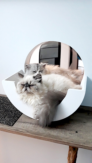 pension la patoune du chat