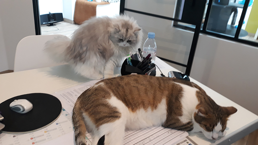 pension la patoune du chat