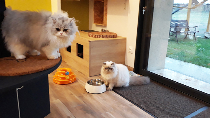 pension la patoune du chat