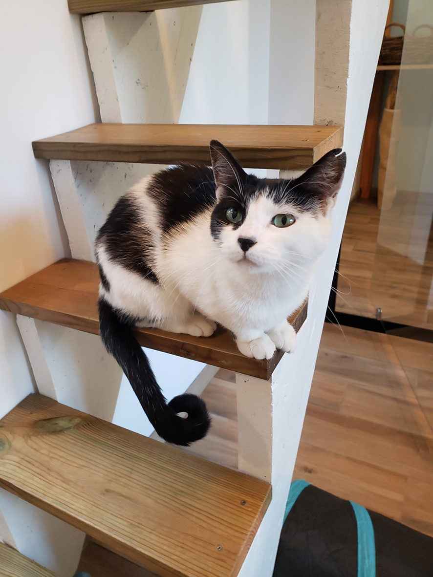 pension la patoune du chat