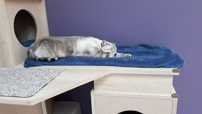 pension la patoune du chat