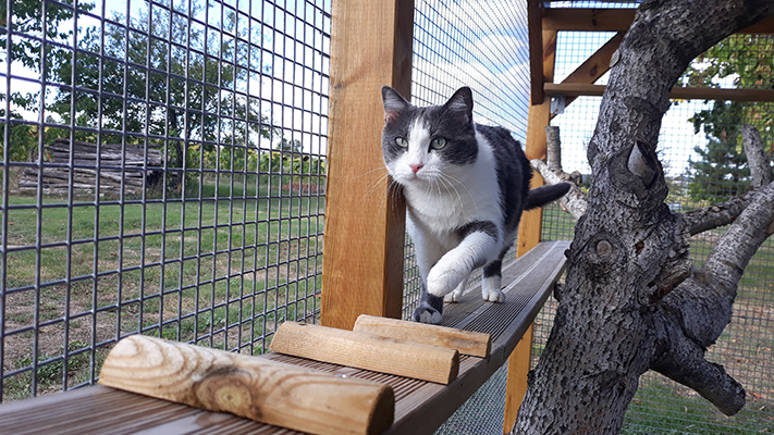 pension la patoune du chat