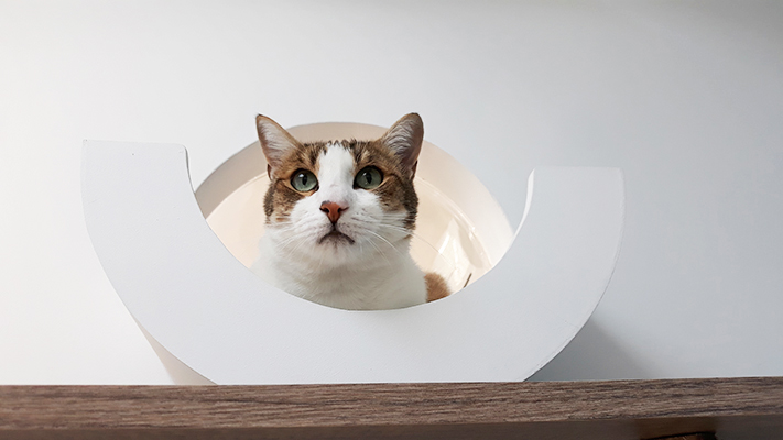 pension la patoune du chat