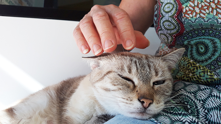 pension la patoune du chat