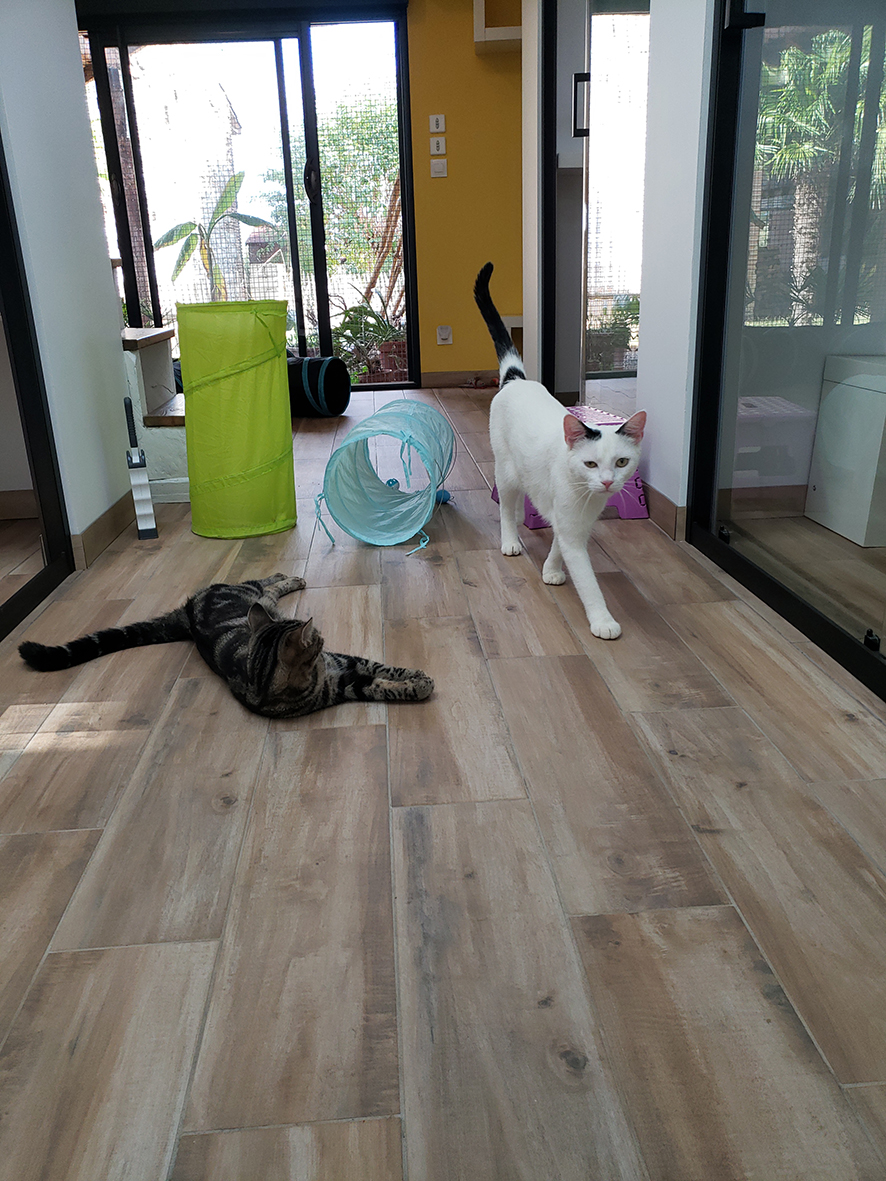 pension la patoune du chat