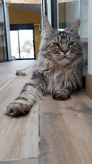 pension la patoune du chat