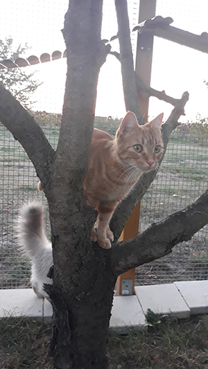 pension la patoune du chat