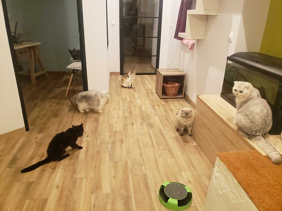 pension la patoune du chat