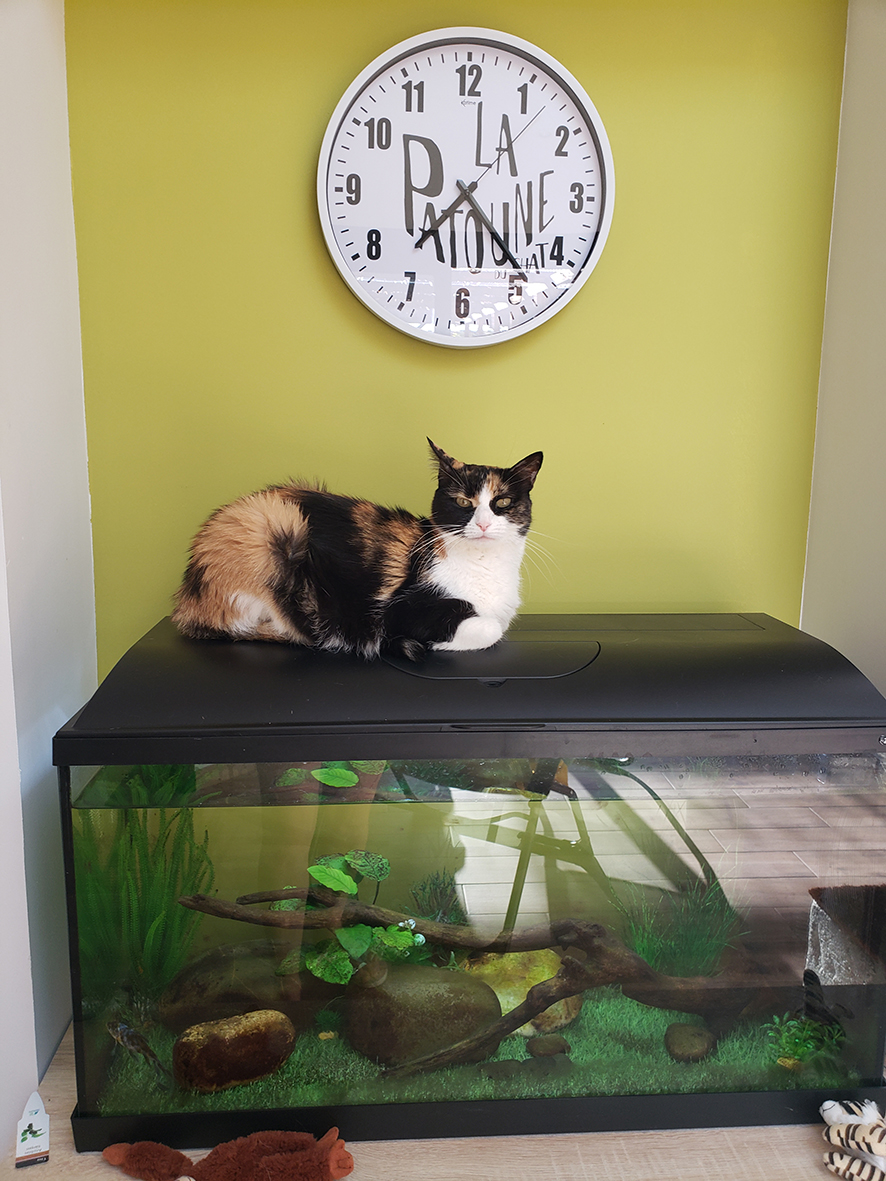 pension la patoune du chat