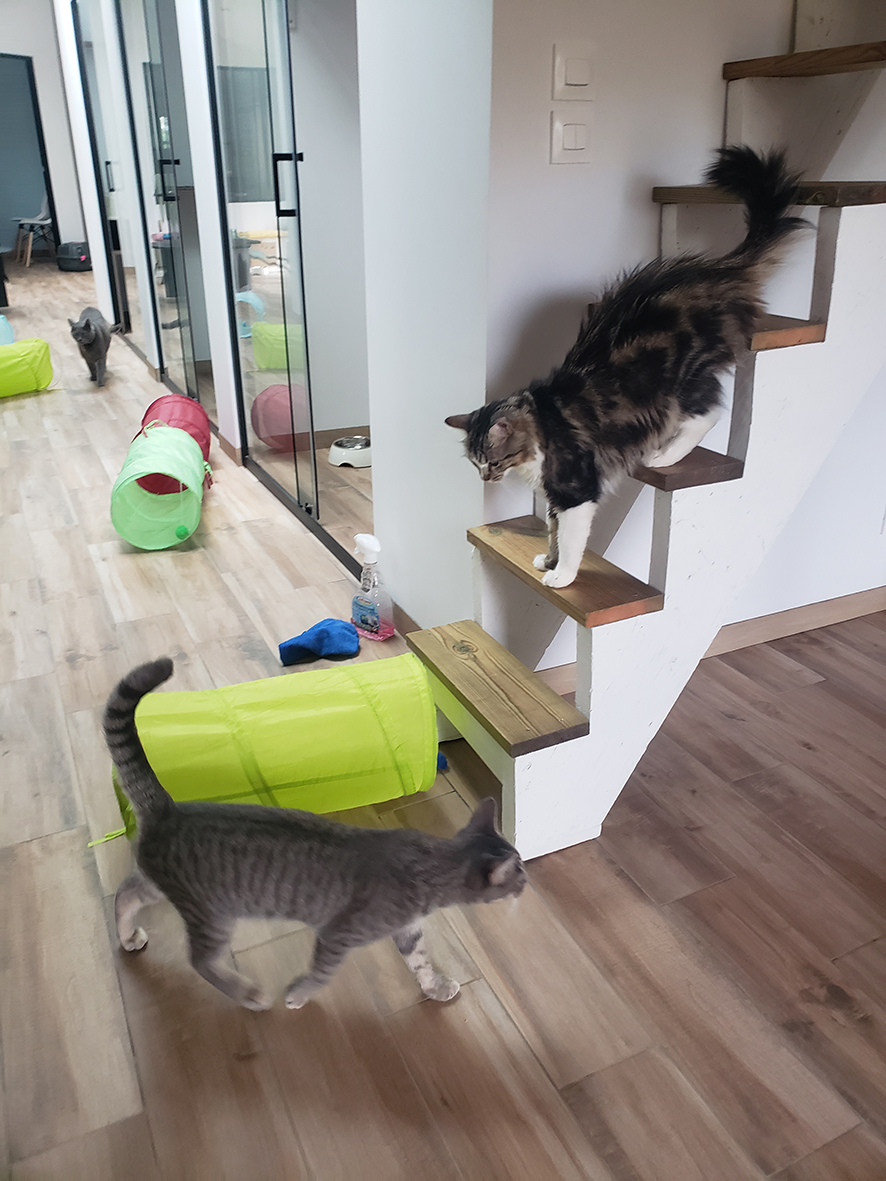 pension la patoune du chat