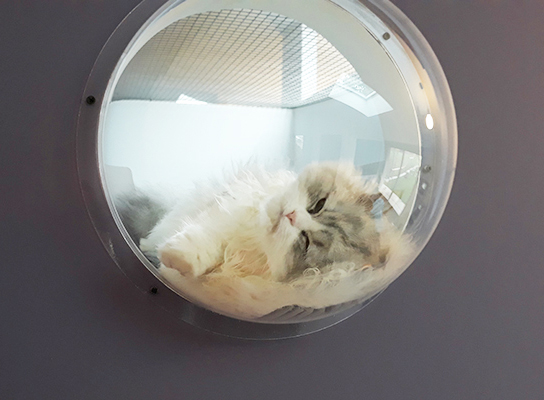 pension la patoune du chat