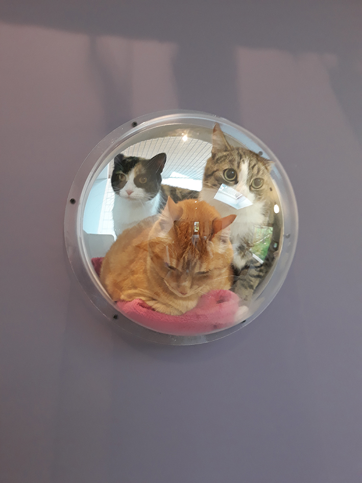 pension la patoune du chat