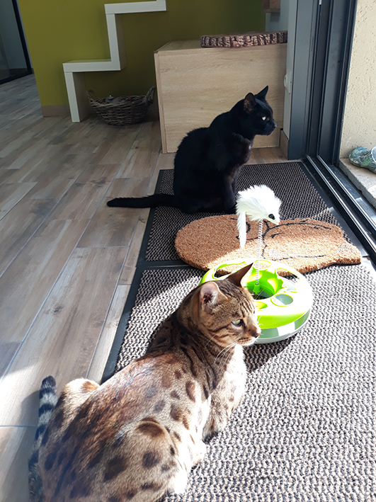 pension la patoune du chat