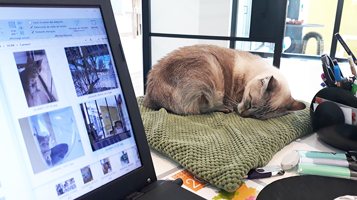 pension la patoune du chat