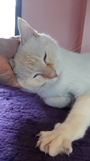 pension la patoune du chat