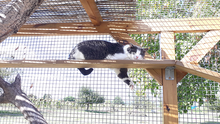 pension la patoune du chat