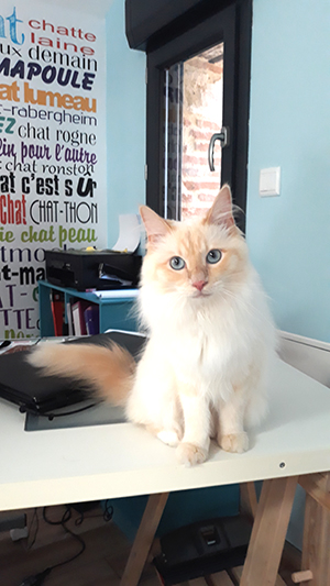 pension la patoune du chat