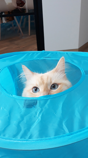 pension la patoune du chat