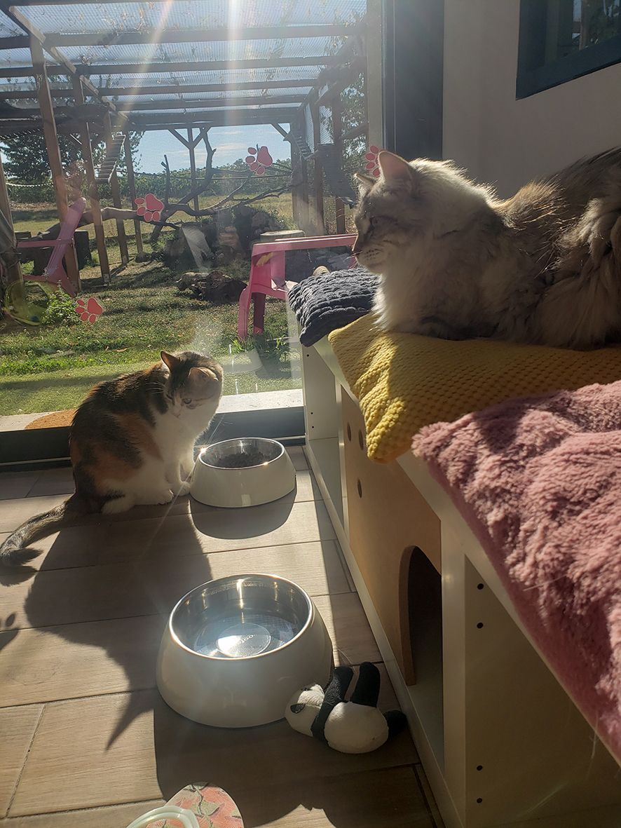 pension la patoune du chat