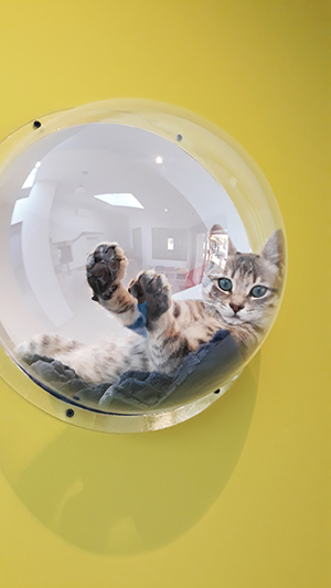 pension la patoune du chat