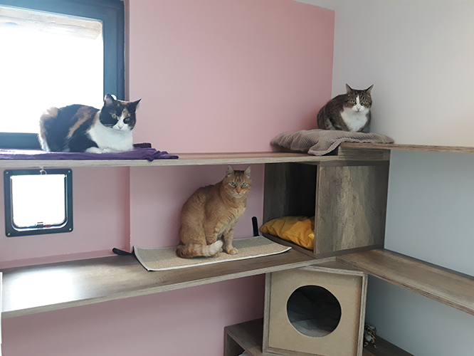 pension la patoune du chat