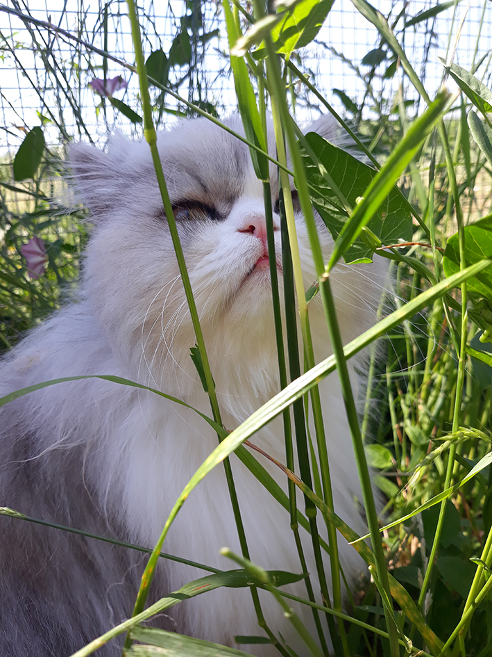 pension la patoune du chat