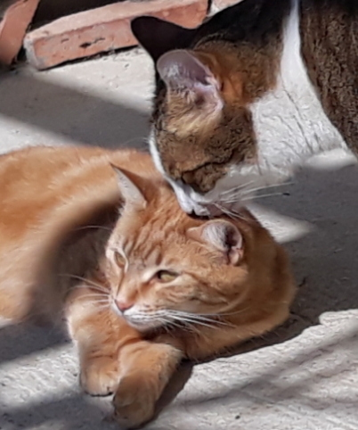 pension la patoune du chat