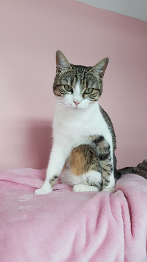 pension la patoune du chat