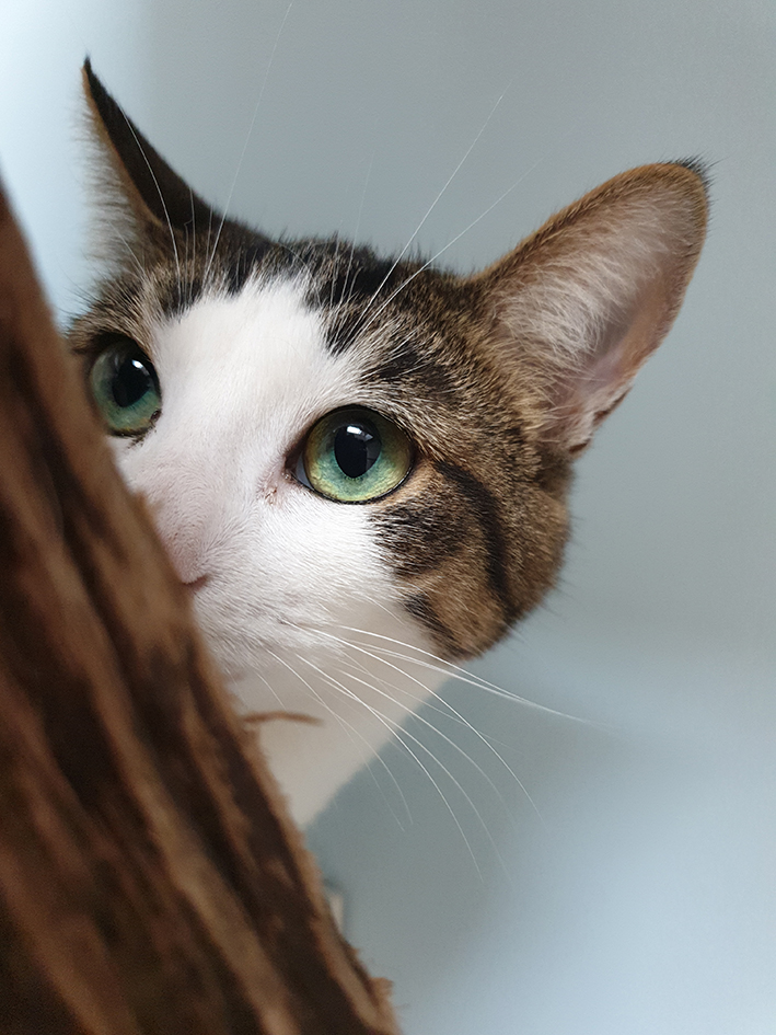 pension la patoune du chat