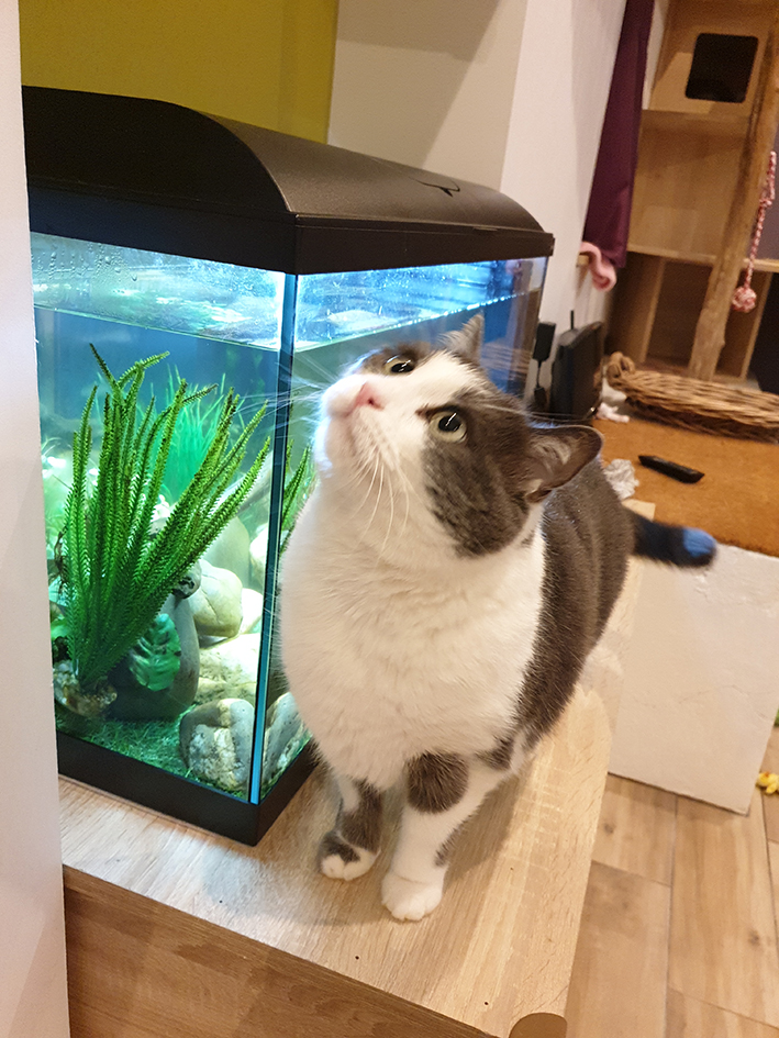 pension la patoune du chat