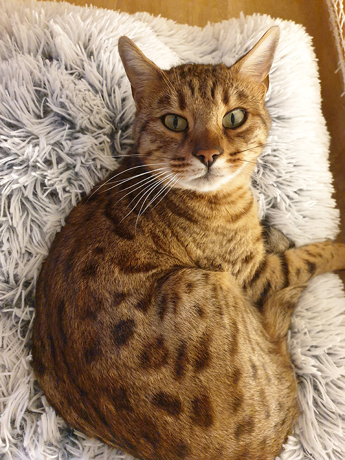 pension la patoune du chat