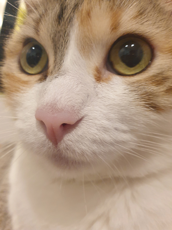 pension la patoune du chat