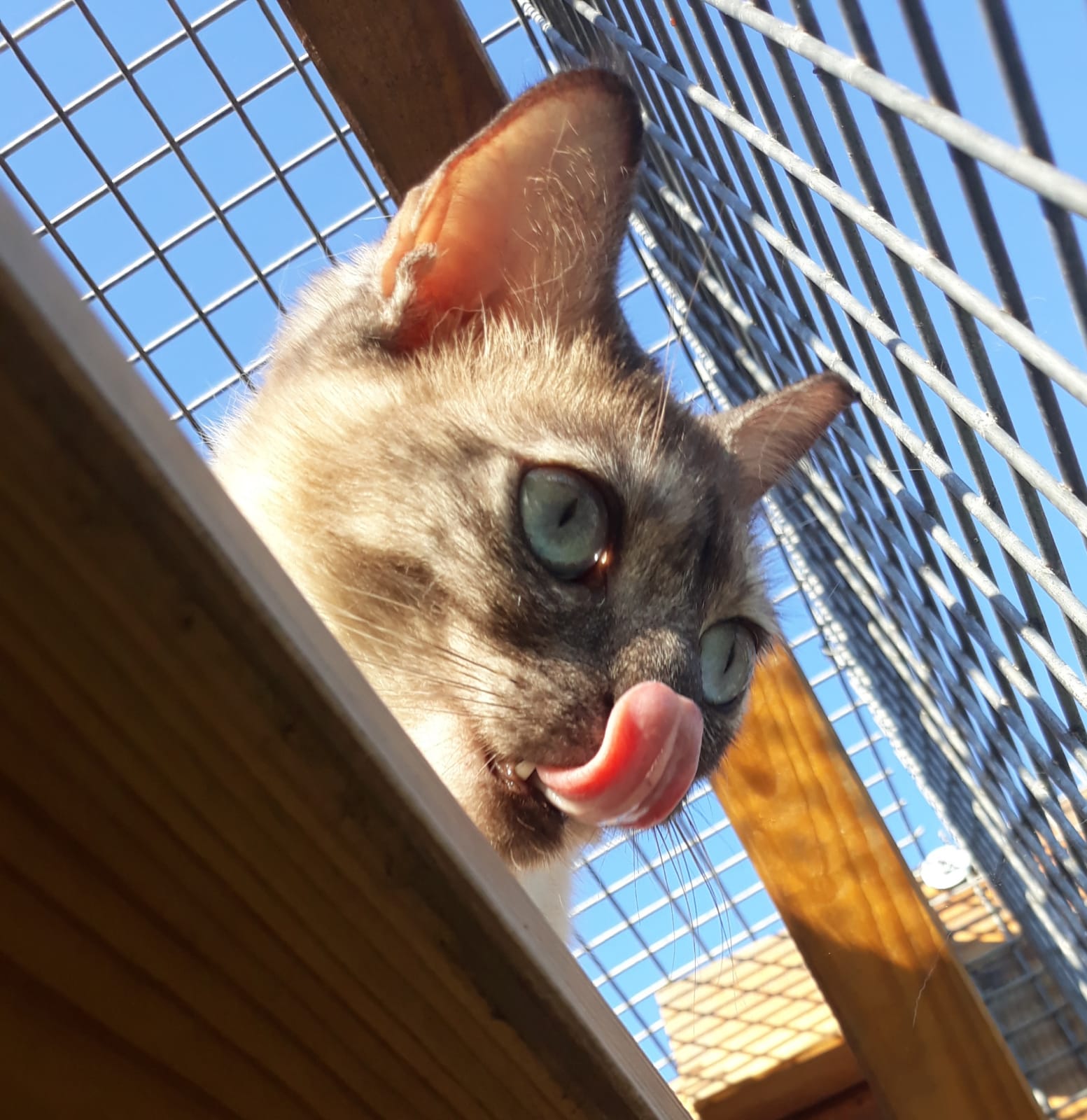 pension la patoune du chat