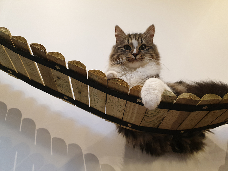 pension la patoune du chat