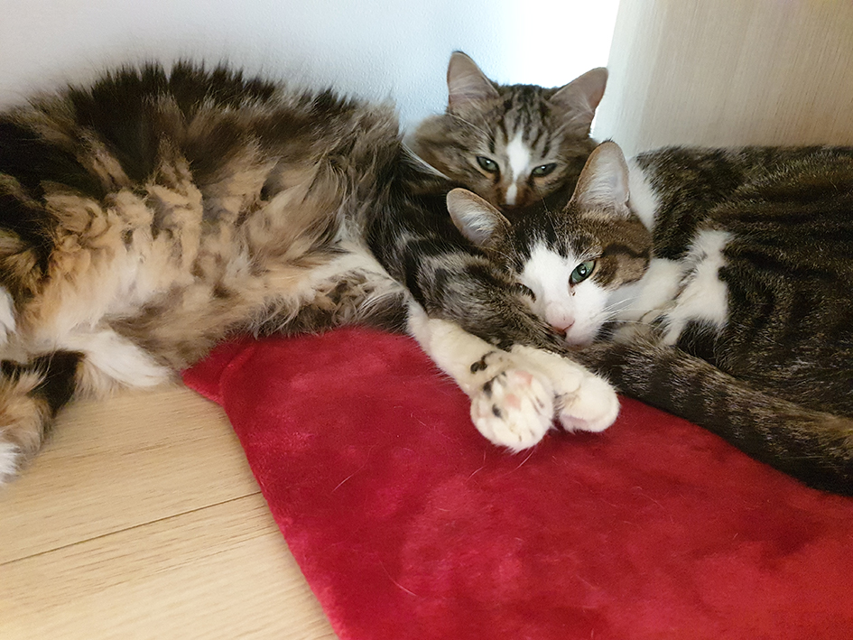 pension la patoune du chat