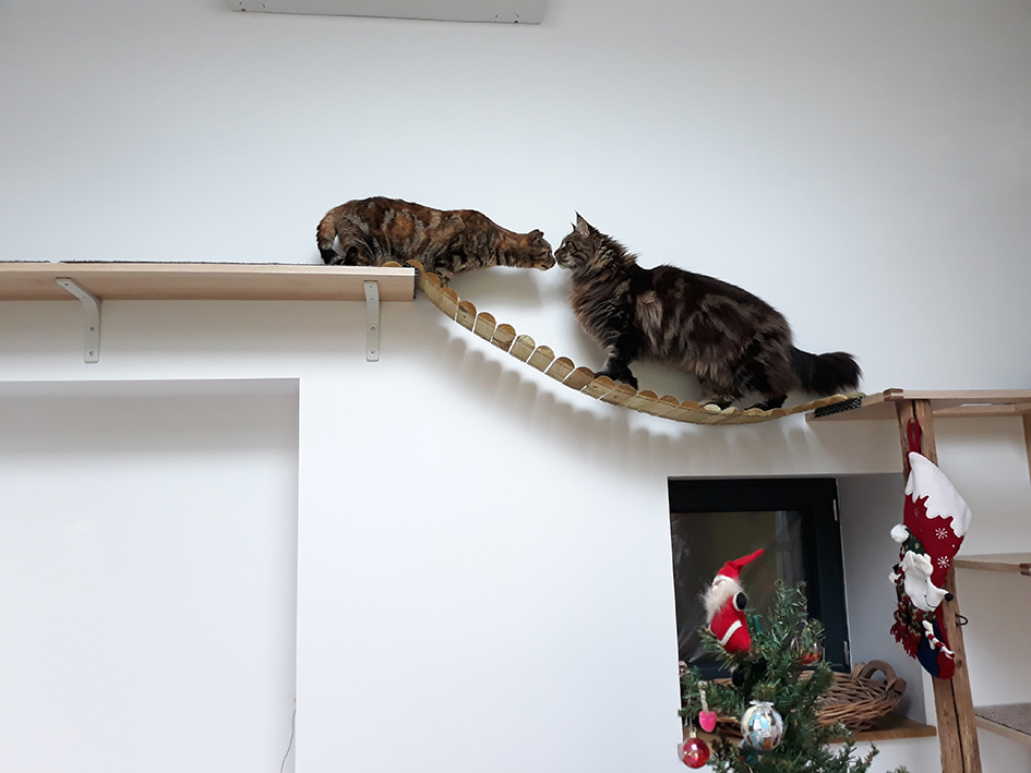 pension la patoune du chat