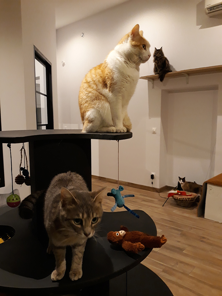 pension la patoune du chat