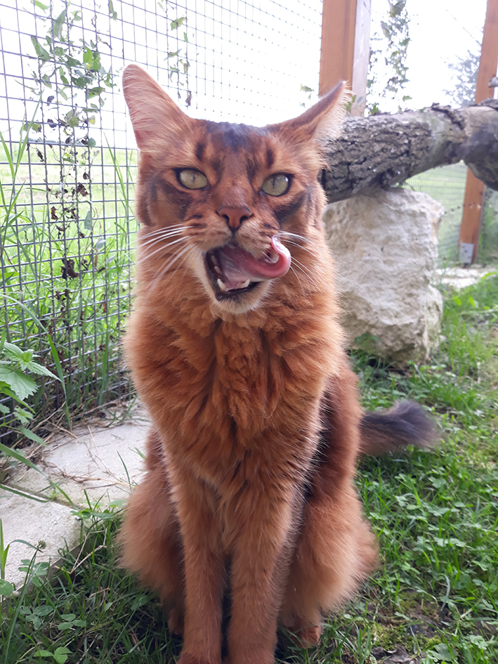 pension la patoune du chat