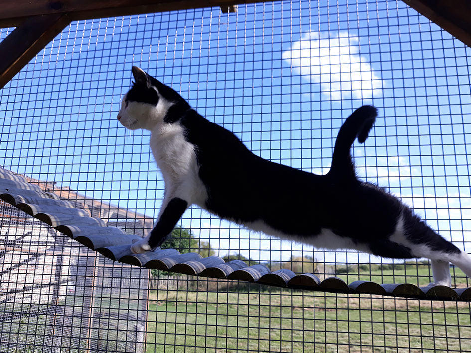 pension la patoune du chat