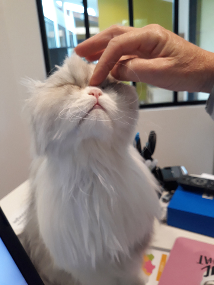 pension la patoune du chat