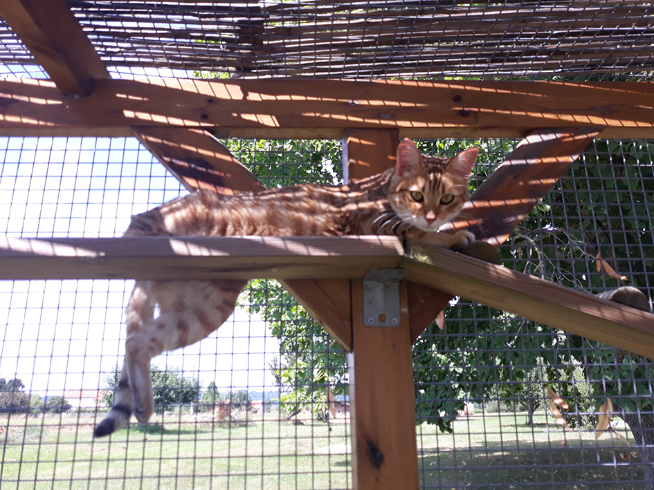 pension la patoune du chat